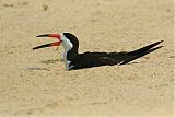 Black Skimmer